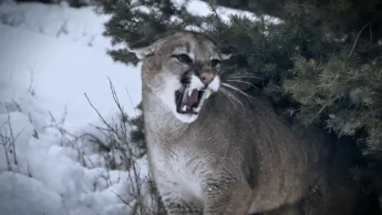 Seuls face à l'Alaska - S7E8 - Au bord du gouffre