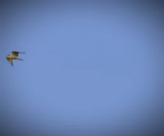 Au coeur du zoo le plus beau du monde