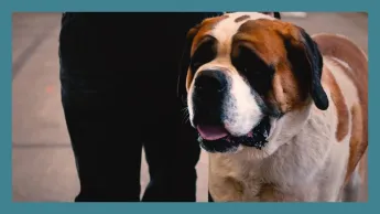 Météo à la carte - Insolite : ils vont élire le plus beau chien de France