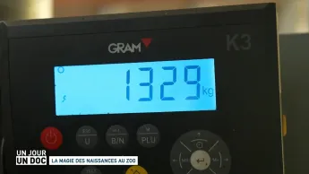 Un jour, un doc - La magie des naissances au zoo