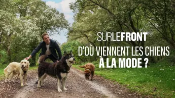 Sur le front - D'où viennent les chiens à la mode ?