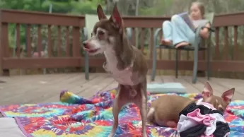 Sur le front - Des chihuahuas nés sans pattes avant ?