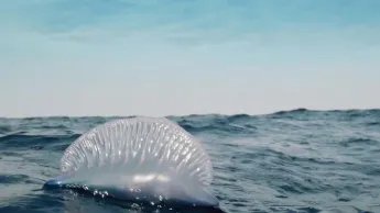 Enquête de santé - Des plages fermées à cause de la présence de physalies