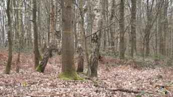 M6+ Crime - Élisa Pilarski : la promeneuse, le chien et la chasse à courre