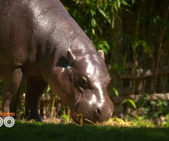 Une saison au zoo