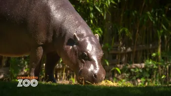 Une saison au zoo - S12 E19