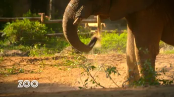 Une saison au zoo - S12 E20
