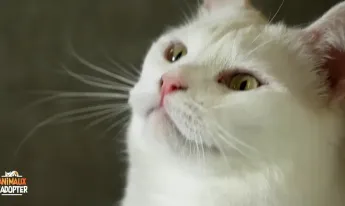 Animaux à adopter - Vasco le Husky, Savannah la chatte résiliente