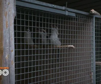 Une saison au zoo