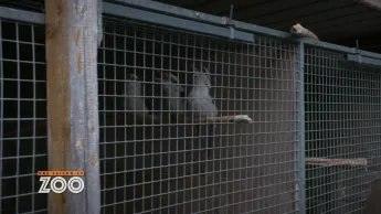 Une saison au zoo - S12 E39
