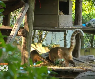 Une saison au zoo