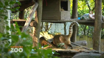 Une saison au zoo - S12 E43