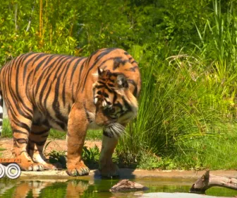 Une saison au zoo