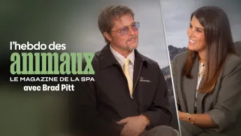 L'hebdo des animaux - S1E18 - Episode 18 avec Brad Pitt