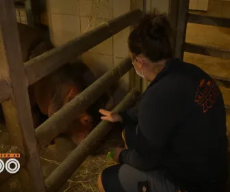 Une saison au zoo