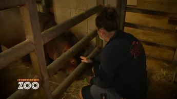 Une saison au zoo - S12 E46