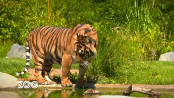 Une saison au zoo - S12 E48