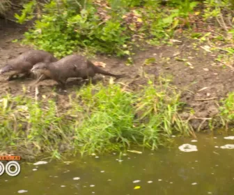 Une saison au zoo
