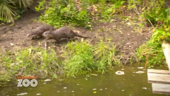 Une saison au zoo - S12 E50