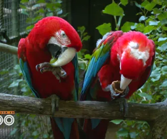 Une saison au zoo
