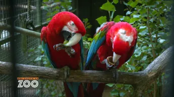 Une saison au zoo - S12 E52