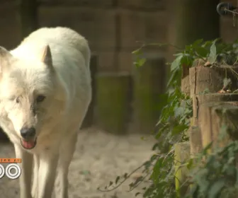 Une saison au zoo