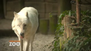 Une saison au zoo - S12 E53