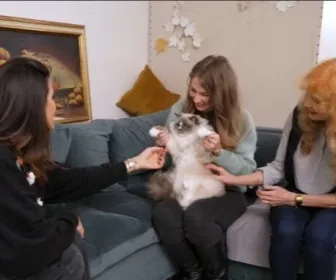 La vie secrète des chats