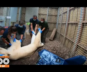 Une saison au zoo