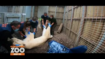Une saison au zoo - S12 E56