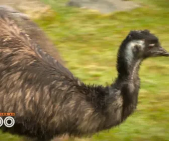 Une saison au zoo