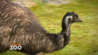 Une saison au zoo - S13 E1