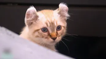 La vie secrète des chats - S1E1 - Quand le chat n'est pas là... où va-t-il ?