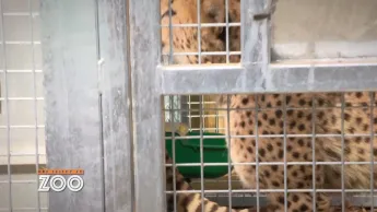 Une saison au zoo - S10 E47