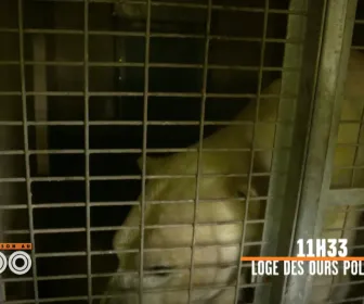 Une saison au zoo