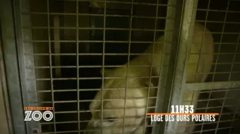 Une saison au zoo - S10 E51