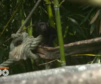 Une saison au zoo