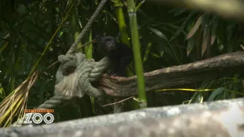 Une saison au zoo - S13 E3