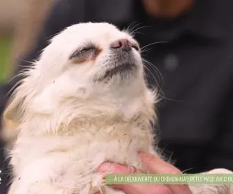 L'hebdo des animaux