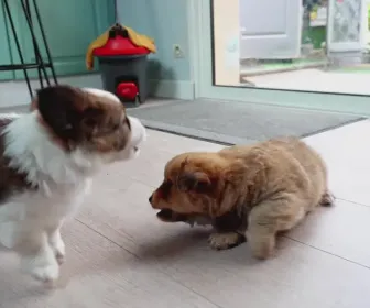 Animaux à adopter
