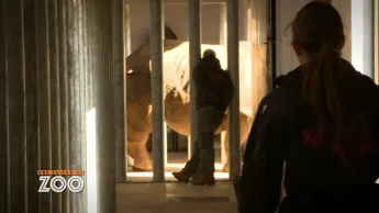 Une saison au zoo - S13 E13