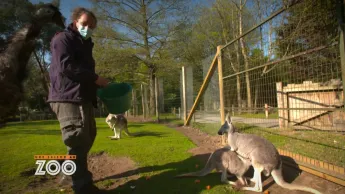 Une saison au zoo - S13 E17