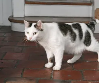 La vie secrète des chats