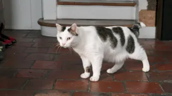 La vie secrète des chats - S4E1 - Bienvenue à Chat-ville !