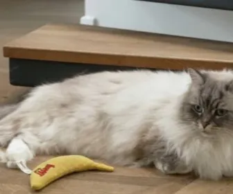 La vie secrète des chats