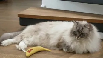 La vie secrète des chats - S4E6 - Mon chat, sa maison et moi