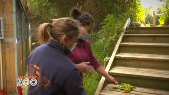 Une saison au zoo - S13 E21