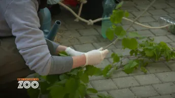 Une saison au zoo - S13 E23