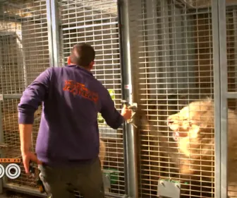 Une saison au zoo
