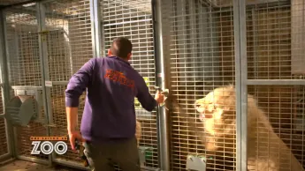 Une saison au zoo - S13 E25